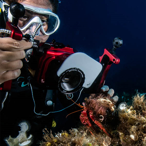 Adventure Dive - Digital Underwater Photography 